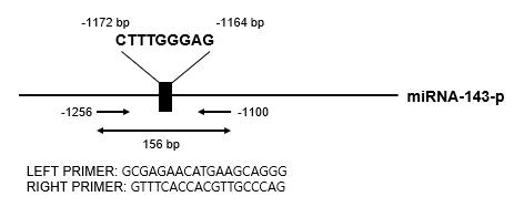miR-143-3p의 upstream 부위에 인공전사인자 binding site sequence 및 PCR primer sequence