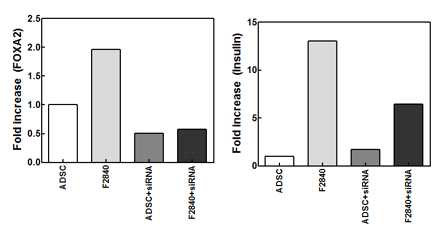 FOXA2 siRNA와 F2840 과 동시에 처리하 였을 때 FOXA2의 발현이 감소하며, 인슐린 유전자 발현이 감소함