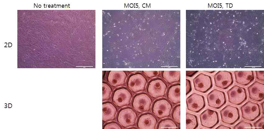 인공전사인자 도입된 세포의 3차원 배양 사진