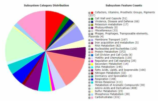 Subsystem distribution of BD 24 based on RAST annotation server