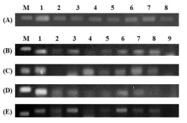 RT- PCR analysis on agarose gel electrophoresis using total RNA extracted from mixture of BD 24 and E. coli NCCP 13937. A; 16S rRNA of B. bacteriovorus, B; flagellar basal body rod protein flgB, C; Putative serine protease HhoB, D; Major intracellular serine protease, E; D-alanyl-D alanine carboxypeptidase M; 100np marker, 1; Attack phase, 2; 15 min predation, 3; 30 min predation, 4; 45min predation, 5-8; 1,2,3,4 h predation respectively, 9; E. coli NCCP 13937 only RNA control