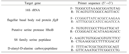 Primers for specific amplification of B. bacteriovorus in RT-PCR assays