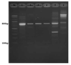 Amplification of BALOs 16S rRNA gene using 63F-842R primer. M: 100 bp size marker. 1: Bdellovibrio bacteriovorus HD100, 2: BD 4, 3: BD 24, 4: BD 19, 5: E. coli KCCP 13937, 6: Salmonella Typhimurium ATCC 14028