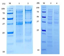 SDS-PAGE analysis of BALOs structural proteins. M: Protein marker, 1: Bdellovibrio bacteriovorus HD100, 2: BD 24, 3: E. coli NCCP 13937, 4: Salmonella Typhimurium ATCC 14028