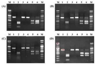Digestion of Bdellovibrio bacteriovorus HD 100(A), BD 4 (B), BD 19 (C) and BD 24 (D) PCR products with restriction enzymes. M: 100 bp size marker. 1: XbaⅠ, 2: HaeⅢ, 3: NdeⅠ, 4: XhoⅠ, 5: BamHⅠ, 6: SacⅡ