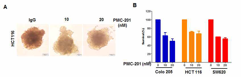 대장암 세포주에서 3D 컬쳐를 통한 이중항체 억제 효과 A,B: 대장암 세포주 3D 컬쳐를 통한 이중 항체 억제능