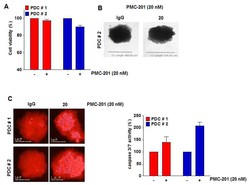 대장암 환자 유래 세포 (PDC)에서 이중항체 항암 효과 확인 A-B: PDC 3D 컬쳐를 통한 PMC-201 항암 효과 확인 C-D: PDC 3D 컬쳐를 통한 PMC-201 항암 효과 확인(caspase 3/7 염색을 이용)