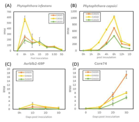 Transcriptome을 이용한 감자역병균(A), 고추역병균(B), Avrblb2 effector(C,D) 접종에 의한 EAS 유전자 발현 변화