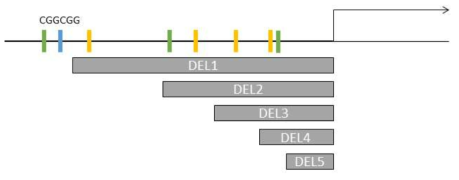 EAS02 프로모터의 Deletion construct의 개략도. 색이 있는 막대는 cis-acting element를 나타내며, 노란색과 녹색은 W-box를 의미하고, 파란색은 GCC box를 의미함