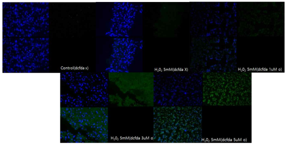 DCFDA 처리 농도에 따른 ROS 발생농도 분해능