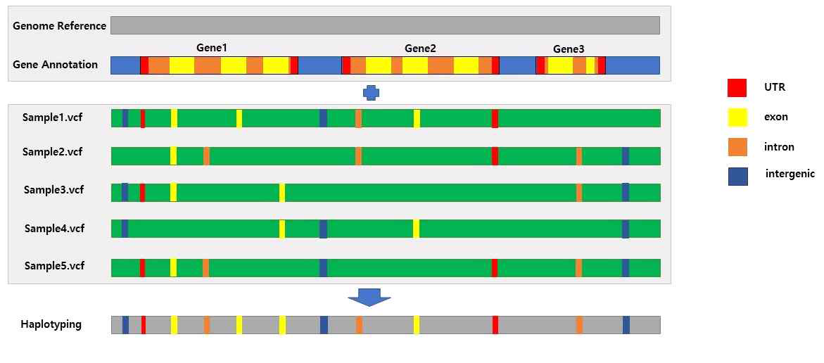 haplotyping 과정을 도식화