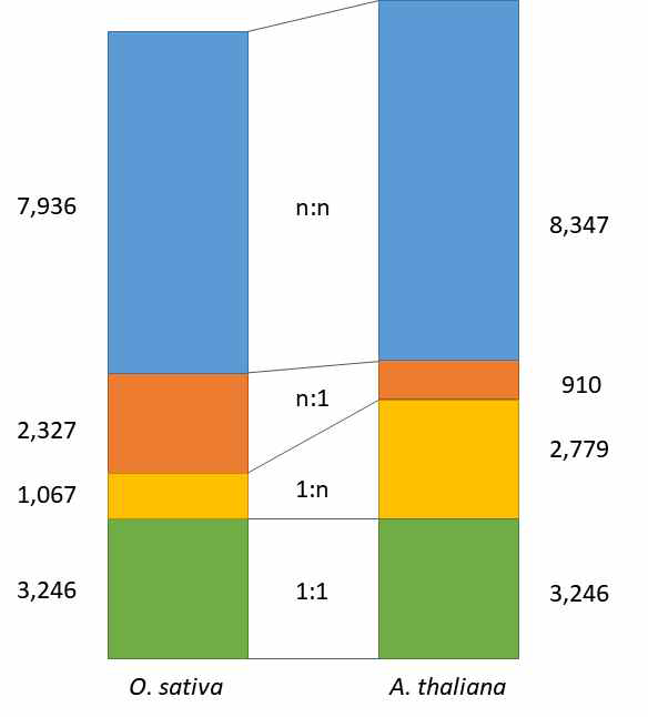 벼와 Arabidopsis 간의 이종상동유전자 종류별 유전자 수