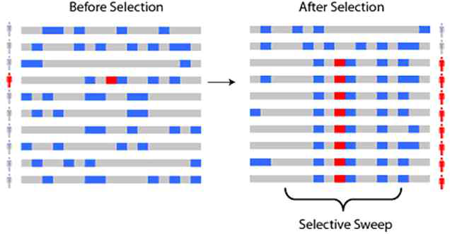 Selective Sweep