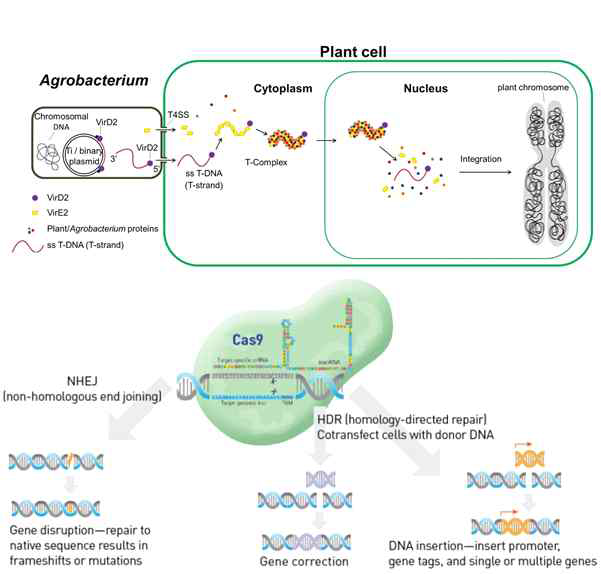 T-DNA mutant, CRISPR/Cas9 방법 개요