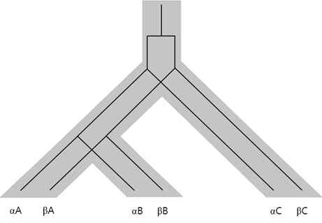 Homology, orthology, paralogy 개념도