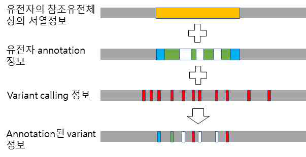 Haplotyping 수행 절차