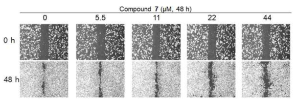 Cells were treated with molecule 7 under diverse concentrations (0, 5.5, 11, 22, and 44 μM) for 48 h. Cell monolayers were wounded using a sterile 10 μL micropipette tip, and the remaining cells were incubated in medium containing 0, 5.5, 11, 22, and 44 μM AphT for 48 h