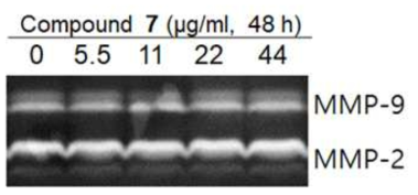 Cells were treated with compound 7 under diverse concentrations (0, 5.5, 11, 22, and 44 μM) for 48 h. MMP activity was determined by gelatin zymography. The data represented three similar experiments