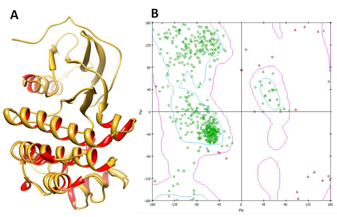 3D structure of BRAF and Ramachandran graph