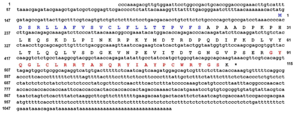 SBAMP-I을 코딩하는 full cDNA
