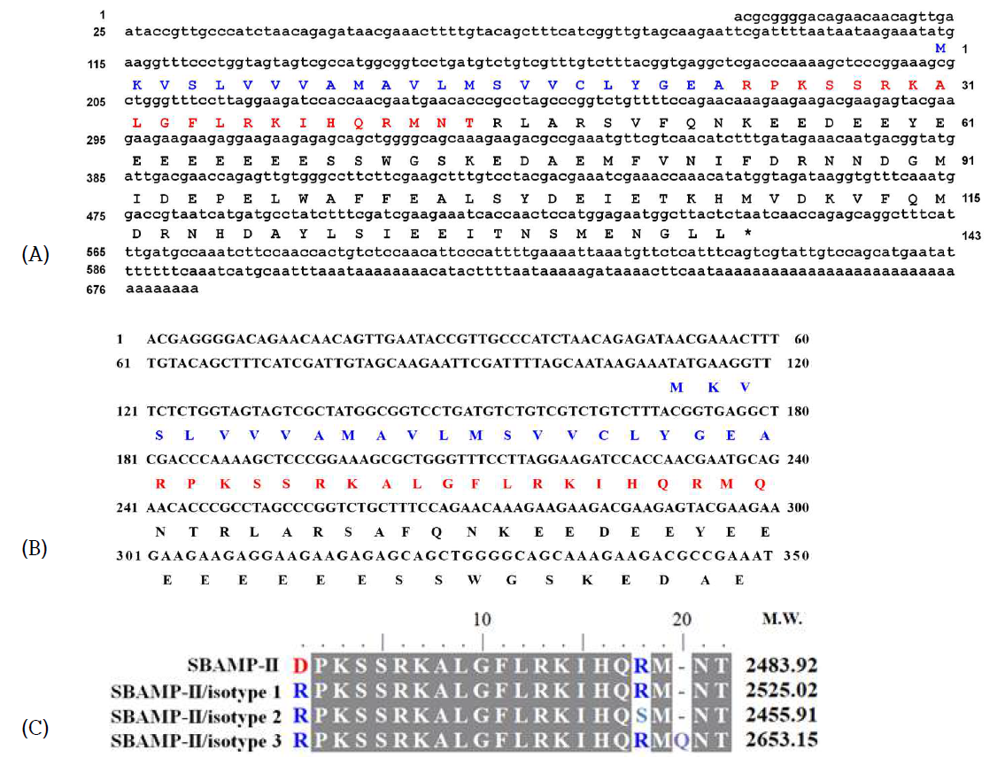 SBAMP-II의 isotype을 코딩하는 cDNA염기서열 및 active form. SBAMP-III (A) SBAMP-IV (B), SBAMP-II의 isotype들의 active form