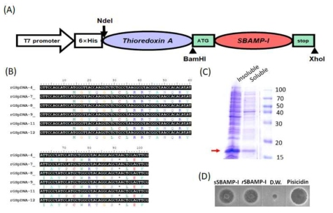 오징어 항균펩타이드의 제조합펩타이드 제작. (A) 재조합 SBAMP-I (rSBAMP-I)제작용 플라스미드 구축 (B) 재조합 SBAMP-I cDNA (C) SDS-PAGE, (D) 합성 및 재조합 SBAMP-I의 활성비교
