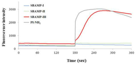 오징어로부터 분리된 항균활성펩타이드들, SBAMP-I과 SBAMP-II의 외막 투과성