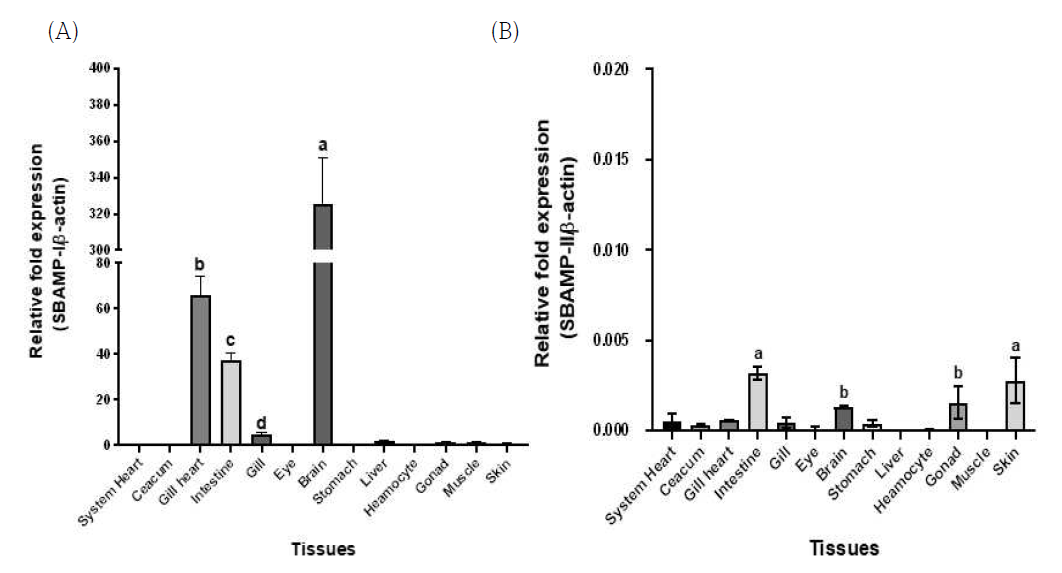 SBAMP-I과 II mRNA 발현분석 (A) 각 조직별 SBAMP-I mRNA의 Relative expression. (B) 각 조직별 SBAMP-II mRNA의 Relative expression