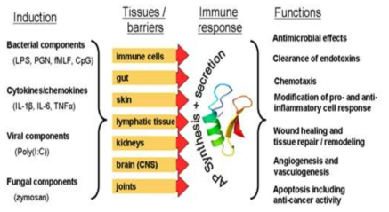 항균성 펩타이드의 잠재적 생물학적 역할