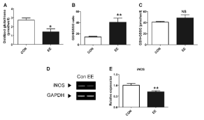 ROS-removing protein activity 를 ELISA assay을 통해 분석하였고 glutathione activity와 iNOS level을 확인한 결과