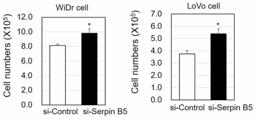 Serpin B5의 발현에 따른 암증식 분석