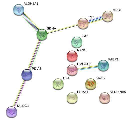 KRAS mutant에서 증가되는 단백질간의 상호관계 분석