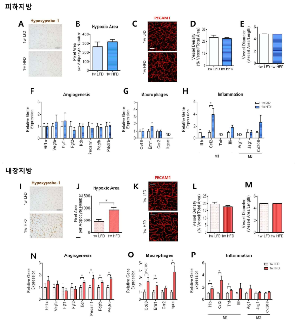 저지방식이 또는 고지방식이 섭취 1주 시점에서 조직 내 저산소증 발생 범위, 면적당 혈관 밀도, 혈관직경, 혈관생성력 및 염증 반응 관련 유전자 발현. (위 그림 A-H) 피하지방, (아래 그림 I-P) 내장지방