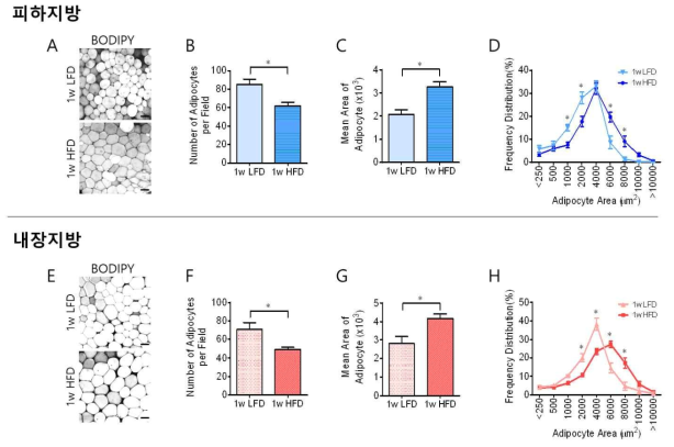 저지방식이 또는 고지방식이 섭취 1주 시점에서 각 지방조직 내 면적당 지방세포수, 평균 크기 및 분포도. (위 그림 A-D) 피하지방, (아래 그림 E-H) 내장지방