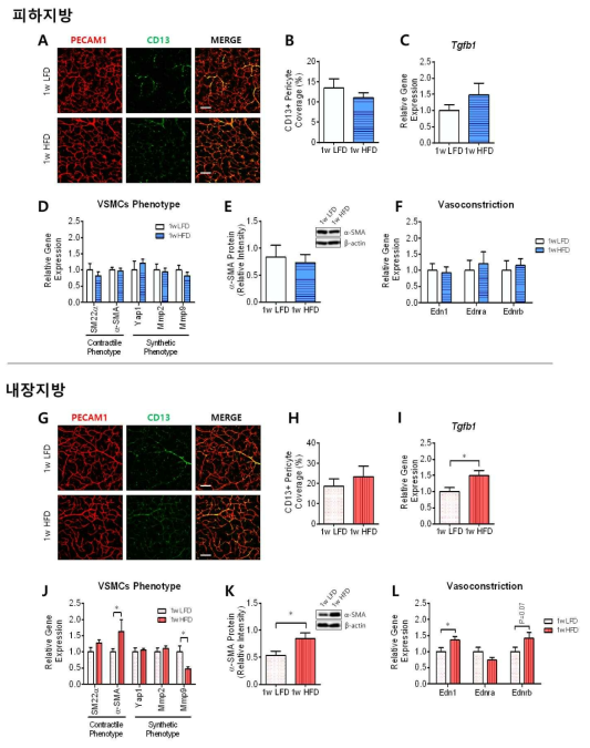 저지방식이 또는 고지방식이 섭취 1주 시점에서 조직 내 주피세포 분포 비율, 혈관평활근세포 표현형 관련 유전자, α-SMA 단백질 발현, 혈관수축성 관련 유전자 발현. (위 그림 A-F), 피하지방, (아래 그림 G-L) 내장지방