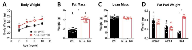 ATGL 유전자 결손 생쥐와 야생형 생쥐의 기초 대사표현형. (A) 체중, (B) 체내 지방량, (C) 제지방량, (D) 지방 부위별 질량