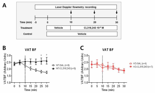 야생형 생쥐와 ATGL 유전자 결손 생쥐에서 β3-adrenoceptor 선택적 작용제의 국소주입을 통한 내장지방 내 혈관반응성 변화 비교. (A) 실험 도식도, (B) 야생형 생쥐에서 β3-adrenoceptor 선택적 작용제와 생리심염수 국소 주입에 대한 혈관 반응성 변화 비교, (C) ATGL 유전자 결손 생쥐에서 β3-adrenoceptor 선택적 작용제와 생리식염수 국소 주입에 대한 혈관 반응성 변화 비교. VATBF, visceral adipose tissue blood flow