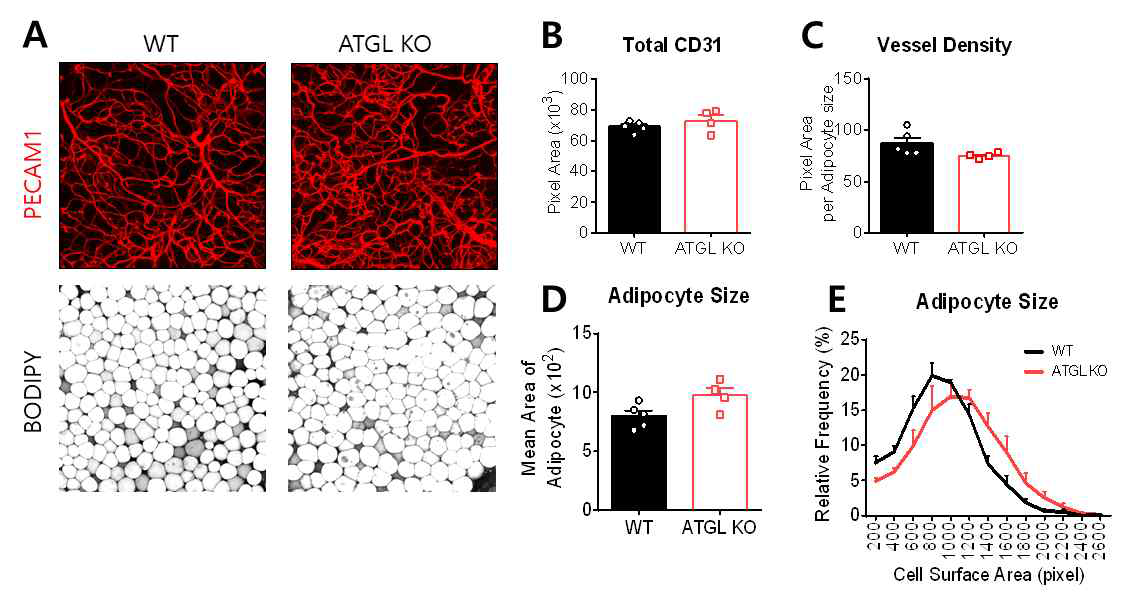 야생형 생쥐와 ATGL 유전자 결손 생쥐 의 내장지방조직 형태분석. (A) 내피세포양성혈관계 및 지방세포 면역조직화학 염색, (B) 내피세포양성 혈관계 정량, (C) 지방세포 당 내피세포양성혈관계 비율, (D) 지방세포 크기, (E) 지방세포 크기별 분포