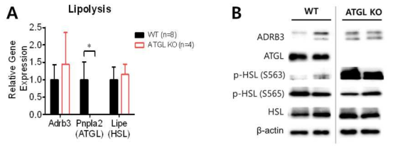 야생형 생쥐와 ATGL 유전자 결손 생쥐의 내장지방조직 내 지방분해 관련 유전자 및 단백질 발현 조사. (A) 지방분해 관련 유전자 발현, (B) 지방분해 관련 단백질 발현