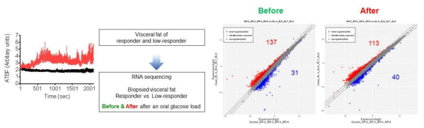 포도당 경구 투여 후, 혈관반응성 차이군의 전사체학 연구 수행 모식도. Biopsy 내장지방조직(Before)과