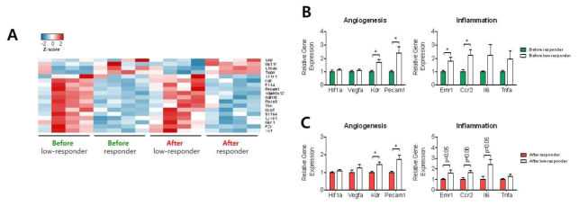 혈관반응성 차이군의 내장지방조직 내 혈관신생 및 염증반응 관련 유전자 발현. (A) 혈관신생 및 염증반응 관련 차이나는 유전자의 Heatmap, (B) Before (biopsy로 얻은 내장지방조직), (C) After(포도당 경구 투여 실험 후 얻은 내장 지방조직)
