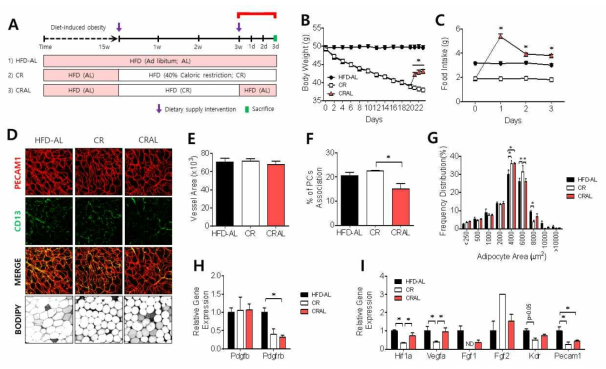 고지방식이 유도 비만 생쥐를 식이 제한 방법을 사용하여 체중 감량 후, 자유 식이섭취로 인해 체중이 회복할 때 대사 표현형 및 흰지방조직 내 혈관계 표현형 비교. (A) 실험 디자인, (B) 식이 제한동안의 체중 변화, (C) 식이 제한 후, 자유식이 전환 3일동안의 식이량, (D) 피하지방 내 내피세포, 주피세포 양성 혈관계 및 지방세포 형태, (E) 내피세포 양성 혈관계의 정량화, (F) 내피세포양성혈관계에 대한 주피세포 분포 비율, (G) 지방세포 크기 분포도, (H, I) 혈관 신생 관련 유전자 발현