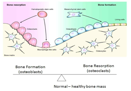 조골세포와 파골세포에 의한 골 항상성 유지 (Physiol Rev, 2013)