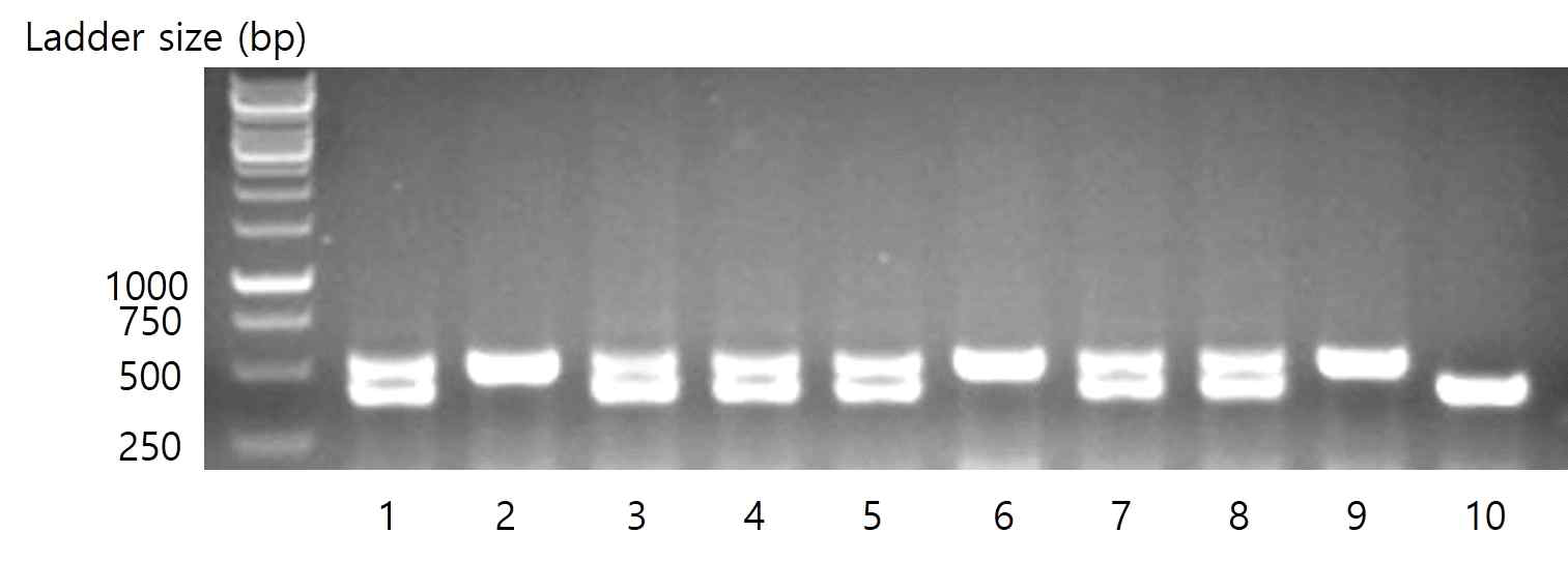 ROR-alpha flox 마우스 확인을 위한 genomic PCR 결과