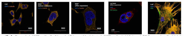 Expanded 293T cells (Left) and ARA peptide injected 293T cells (middle) and DRG neural cells (right) images by Cell-MAP. a-tubulin (orange), DAPI (blue), FITC labeled regenerative peptide ARA (green)