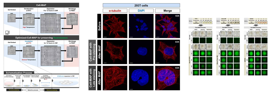 (좌) 새롭게 개발한 형광인자 보호 Optimized Cell-MAP 기술에 대한 모식도. 기존의 Cell-MAP 기술은 고온에서의 변성 단계로 인해 형광 소실이 있었지만, Optimized-Cell-MAP은 형광인자들을 유지하며 확대투명화가 가능한 기술이다. (중) Optimized Cell-MAP을 통한 293T 세포의 확대된 양상을 전과 후로 비교하였다. (우) Optimized-Cell-MAP의 형광 보존력