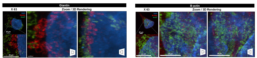 (좌) Ara-27-FITC-ISP peptide가 transduction된 293T 세포를 Optimized Cell-MAP 이후 고해상도 삼차원적 이미지로 분석한 결과 (Giantin (Red)과 DAPI (Blue) 염색). (우) Ara-27-FITC-ISP peptide가 transduction된 293T 세포를 Optimized Cell-MAP 이후 고해상도 삼차원적 이미지로 분석한 결과 (B-actin (Red)과 DAPI (Blue) 염색)