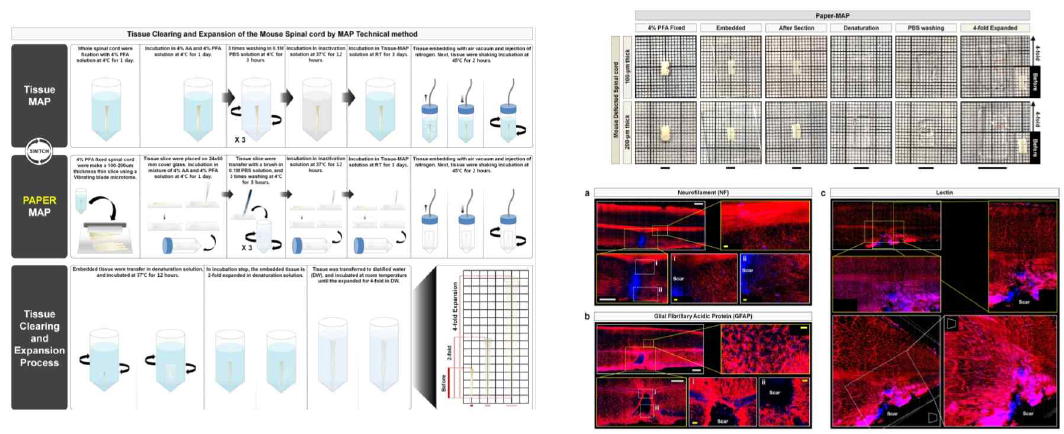 (좌) PAPER-MAP의 방법론에 대한 도식화. (우) PAPER-MAP을 통한 mouse spinal cord의 투명화 과정 및 Neurofilament, GFAP, Lectin (594) (Red) 염색 후 defect 부분을 focus한 초고해상도 3D rendering 이미지