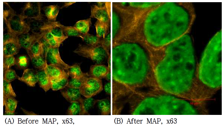 Cell MAP을 이용하여 293T cell을 4배 이상 물리적으로 확대시켜 획득한 핵 /tubulin 염색 사진. Cell MAP 적용 전 (A) 이미지와 동일 세포를 Cell MAP 적용 후 획득한 이미지 (B). DAPI (Green), Tubulin (Orange)