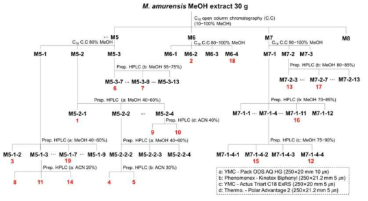 M. amurensis 추출물에서 분리된 화합물 (1-19)